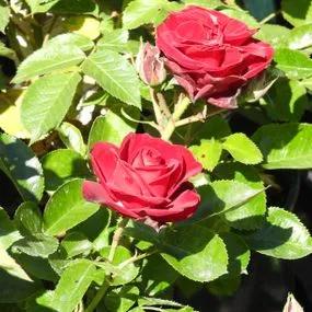 Ruby Romance Patio Rose (Rosa Ruby Romance) 3